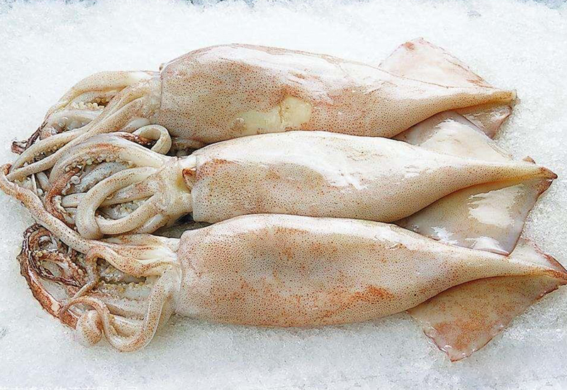 波士頓魷魚